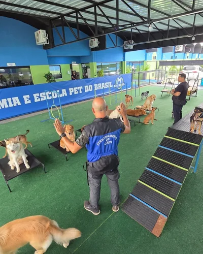 Instrutor da Dog School Academy conduzindo cães no treino de plataformas