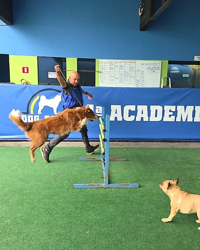 Cão saltando obstáculo de agility com o instrutor da Dog School Academy