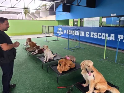Cães em posição nas plataformas de treino da Dog School Academy