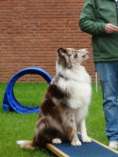 Cão sentado na rampa de treino ao lado do adestrador