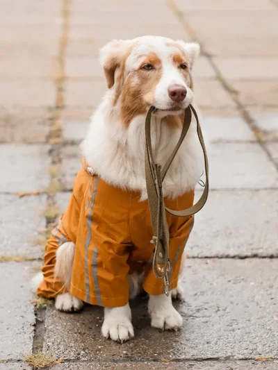 Cão sentado na calçada com a guia, pronto para o passeio