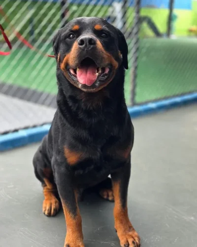 Rottweiler sentado, de corpo inteiro, em área cercada