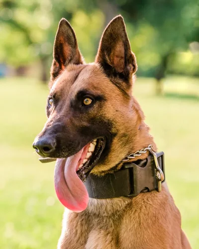 Pastor belga malinois com coleira de trabalho