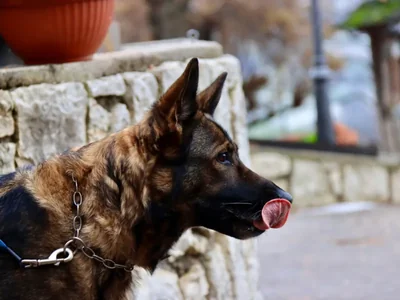 Pastor belga malinois de perfil, conduzido na guia