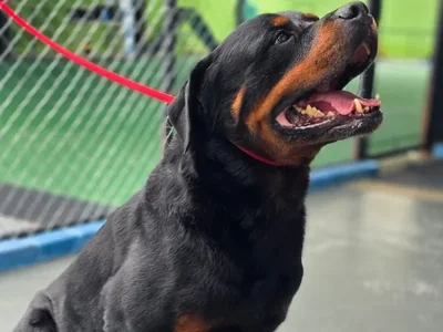 Rottweiler de perfil conduzido na guia, junto ao alambrado