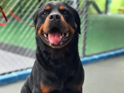Rottweiler atento, visto de perto