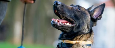 Pastor belga malinois de perfil, atento ao comando