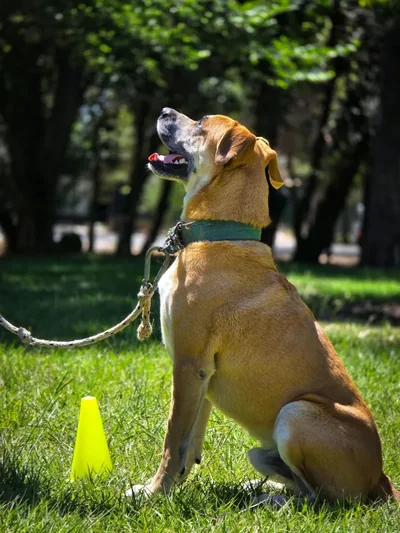 Cão sentado na grama, na guia, durante o exercício de obediência