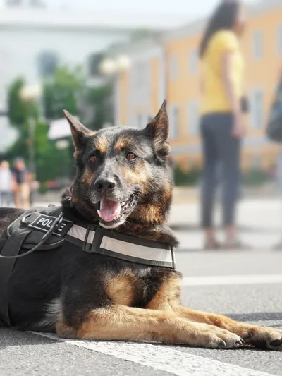 Cão de proteção deitado, com peitoral de trabalho