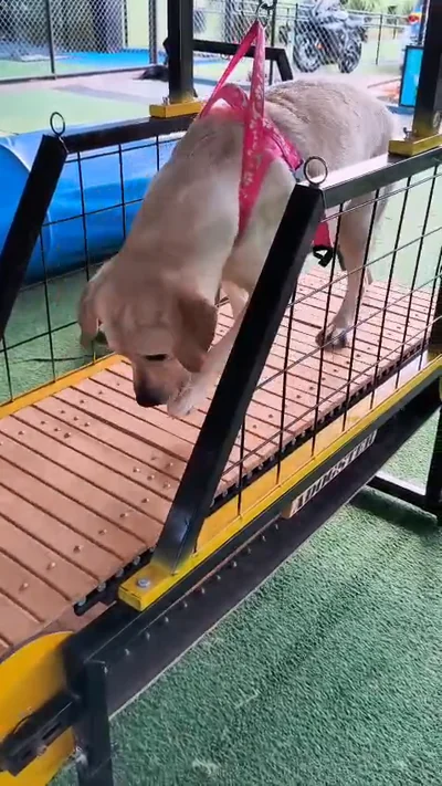 Cão treinando na esteira ergométrica da Dog School Academy, visto de perfil