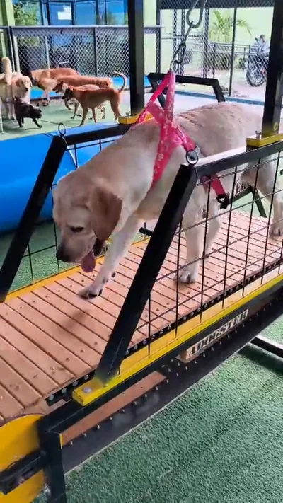 Cão na esteira com colete de suspensão e o pátio da escola ao fundo