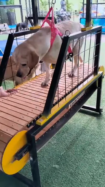Cão caminhando na esteira ergométrica, visto de frente