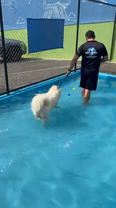 Cão branco caminhando na piscina de hidroterapia da Dog School Academy