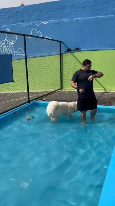 Adestrador conduzindo cão branco na piscina de hidroterapia