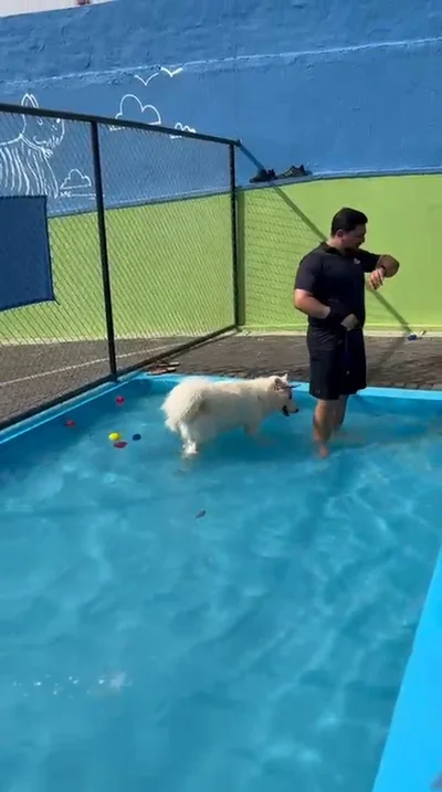 Piscina de hidroterapia da Dog School Academy com adestrador e cão na água