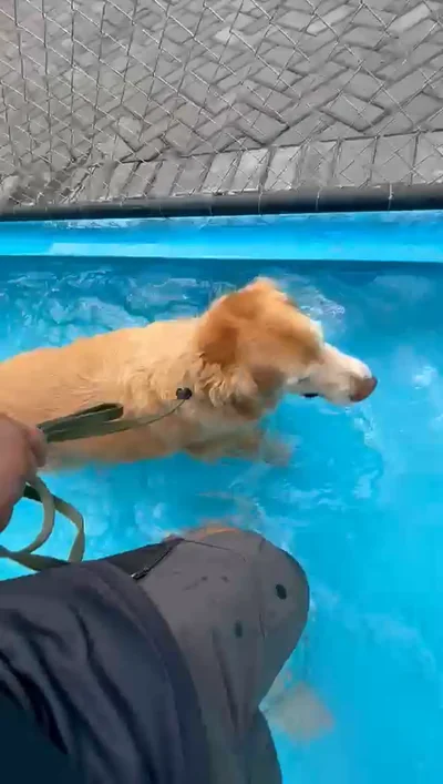 Golden retriever nadando na piscina da Dog School Academy