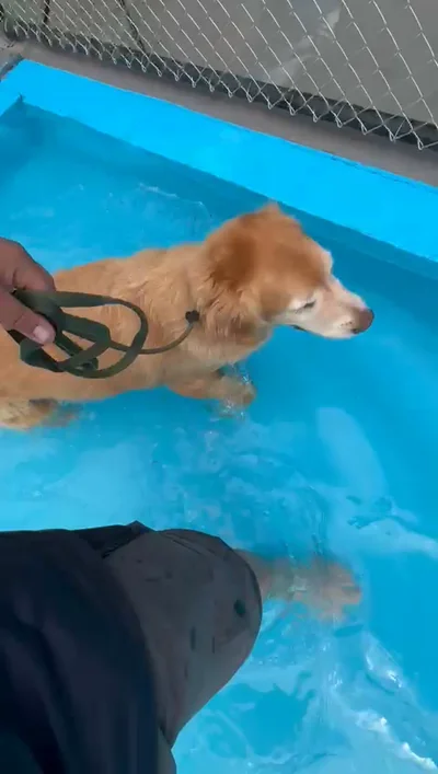 Golden retriever nadando conduzido pela guia, na piscina
