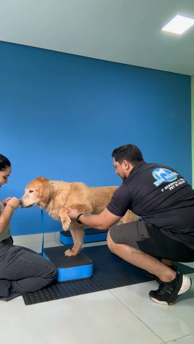 Profissional apoiando a pata do cão durante o exercício de equilíbrio