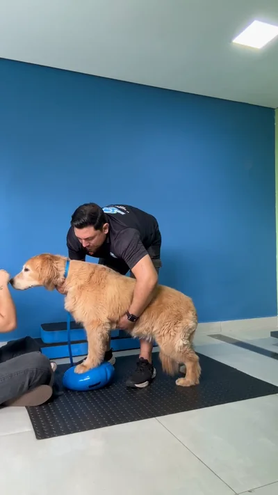 Golden retriever em cima do disco de equilíbrio com o adestrador
