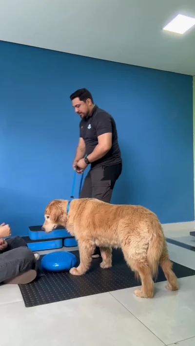 Adestrador conduzindo golden retriever no exercício de equilíbrio