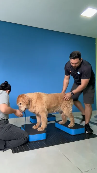 Dois profissionais trabalhando o equilíbrio do cão sobre as plataformas