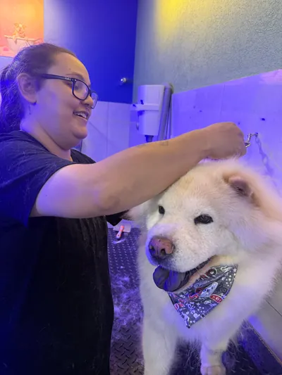Tosadora da Dog School Academy com cão branco no banho