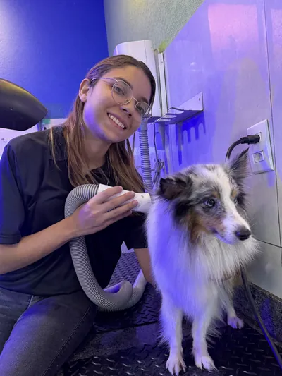 Profissional secando border collie após o banho