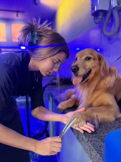 Escovação de golden retriever na mesa de tosa