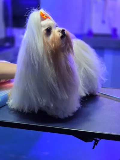 Cão de pelo longo penteado após a tosa