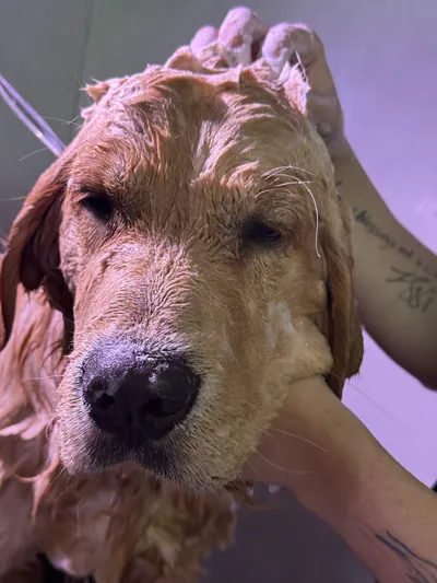 Cão no banho, com a água morna no pelo