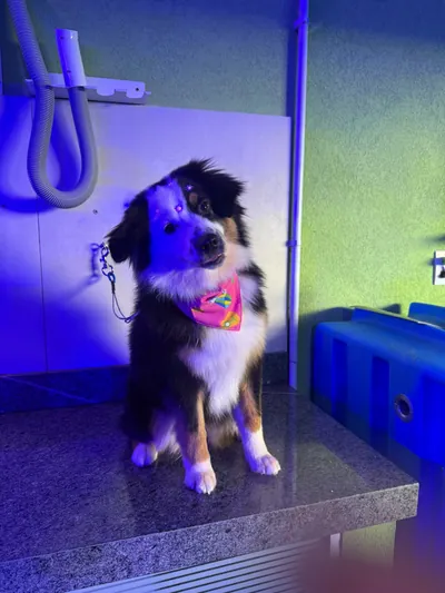 Border collie na mesa de banho e tosa