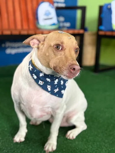 Cão com bandana na área externa da Dog School Academy