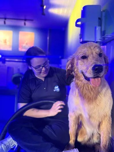 Golden retriever molhado no colo da tosadora