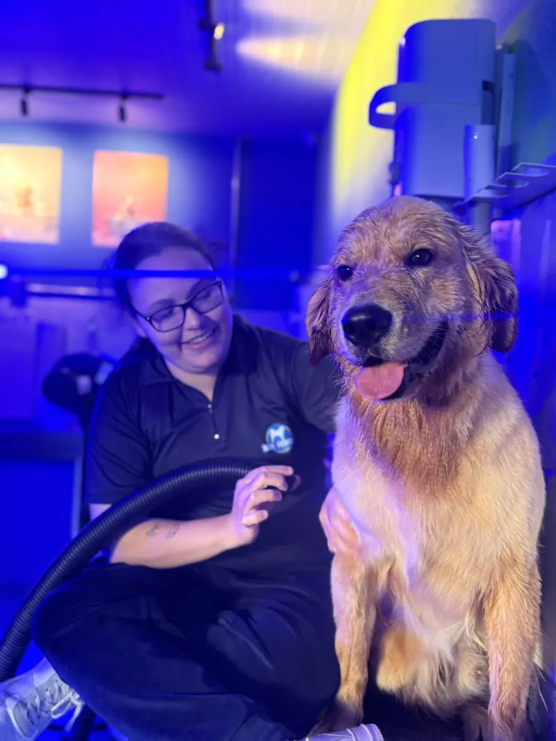 Golden retriever secando depois do banho na Dog School Academy