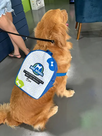 Golden retriever com a mochila da Dog School Academy na recepção