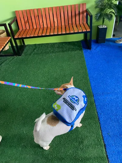 Cão pequeno de mochila e guia colorida chegando para a hospedagem