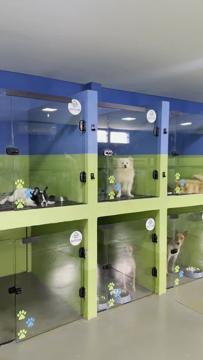 Fileira de suítes de vidro do hotel pet com cães hospedados