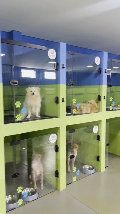 Spitz branco na suíte superior e cão caramelo na suíte de baixo