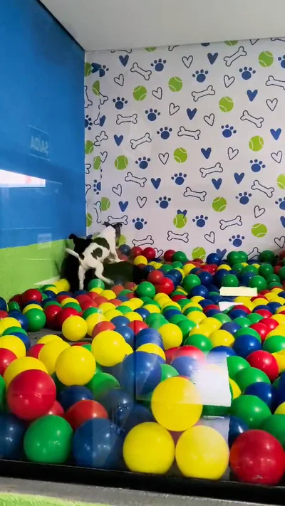 Cão brincando na piscina de bolinhas da área de recreação