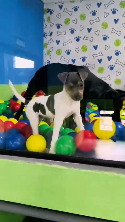 Dois cães dentro da piscina de bolinhas do espaço de recreação