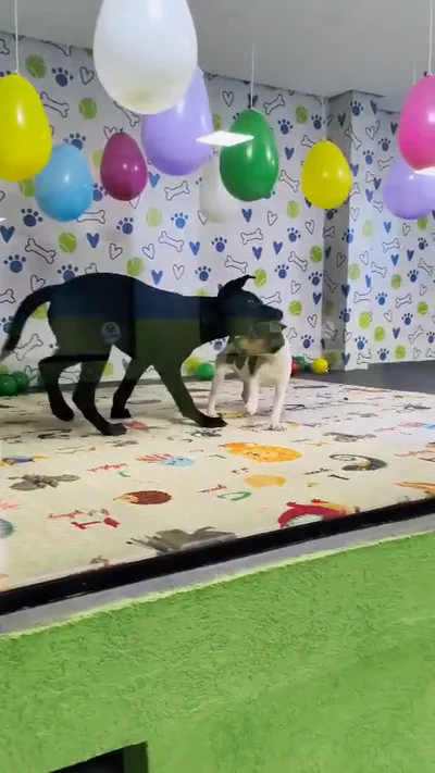 Cães brincando na sala de recreação decorada com balões