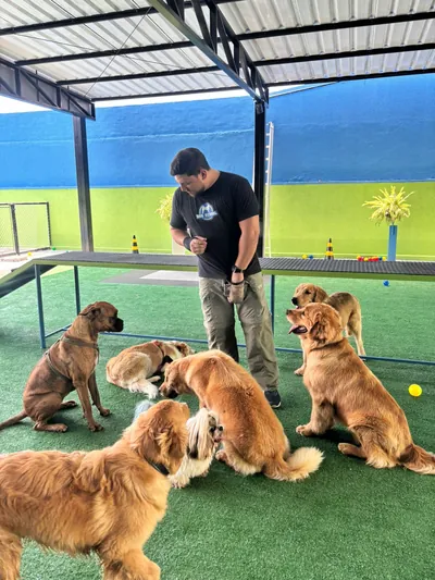 Grupo de cães no recreio com um monitor da Dog School Academy