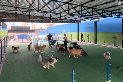 Cães brincando soltos no recreio em grupo