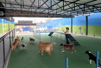 Cães de portes diferentes soltos na área de recreio coberta