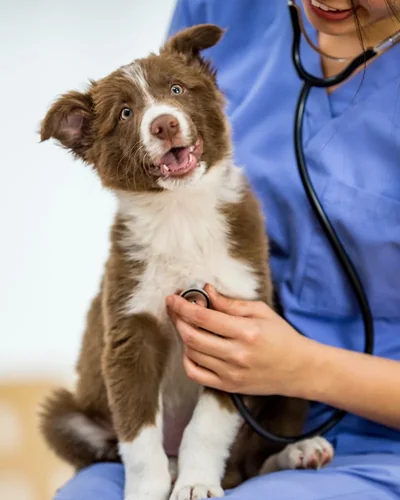 Filhote sendo examinado com estetoscópio pela veterinária