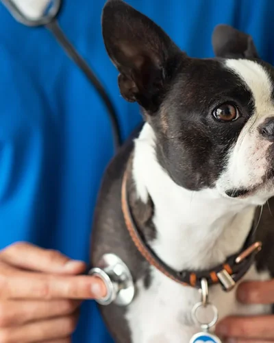 Cão adulto sendo auscultado durante a consulta veterinária