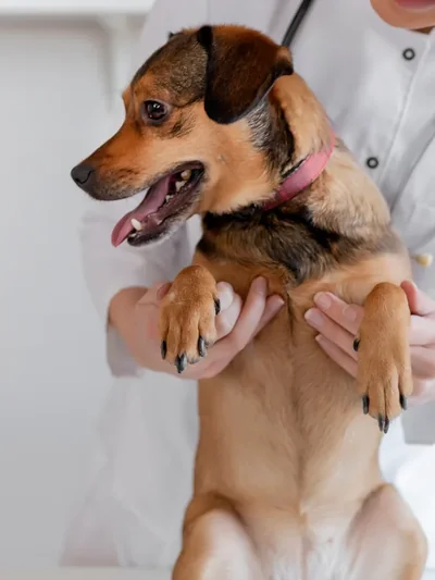 Cão no colo da veterinária durante o atendimento