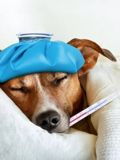 Cão deitado com bolsa de gelo, em sinal de mal-estar